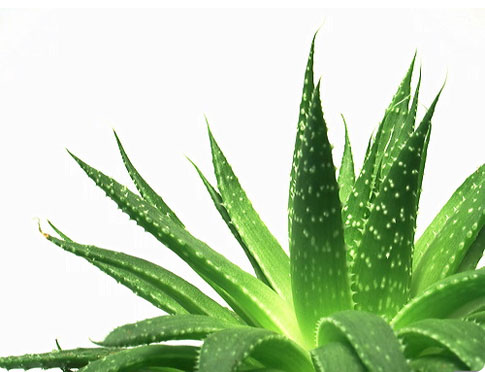 aloe vera