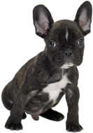 Chiot Bouledogue français