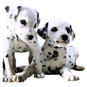 Dalmatiens