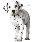 Chiot Dalmatien