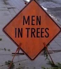 men in trees