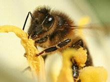 miel, propolis, pollen, gelee royale : les produits de la rûche