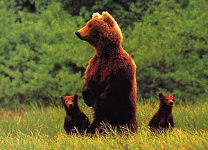 Introduction d'ours slovènes dans les Pyrénées