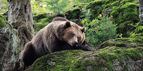 Polémique autour des ours