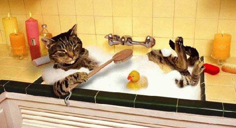 toilette des chats