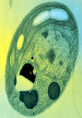 Chlorella algue microscopique