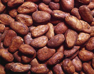 Fèves de cacao