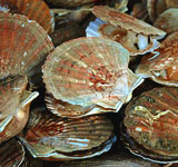 coquilles Saint Jacques sur le marché