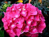 hortensias roses