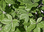 Le Ginseng de Sibérie ou Eleutherocoque 