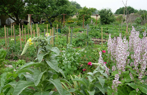 Jardin plantes et herbes