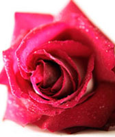 rose, fleurs de Bach