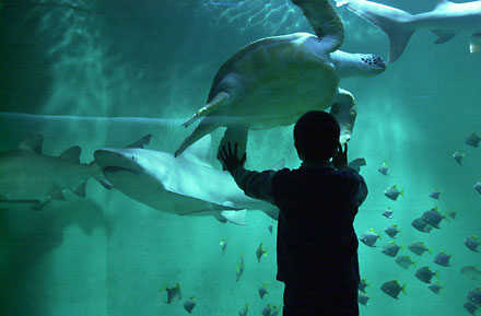 Loisirs - l'anneau des requins du grand aquarium