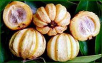 garcinia