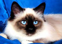 Chat Birman