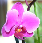 entretenir ses orchidées