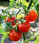 Tomates fraiches